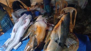 Century-Old fish fest A Cherished Tradition_1cc2.jpg