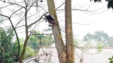 BSF installs CCTV camera on zero line at Kurigram border.jpg