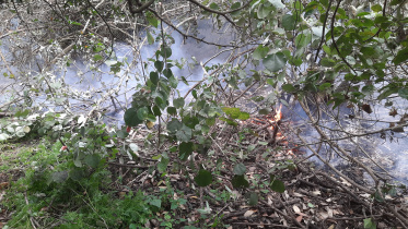 New Fire Erupts as Sundarbans Continue to Burn.jpg