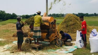 mintu haor boro harvest.jpg