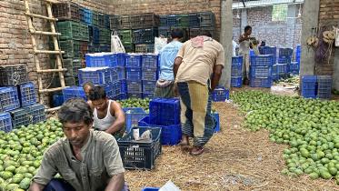 Mango trade booms in Rajshahi despite Eid rush.jpg