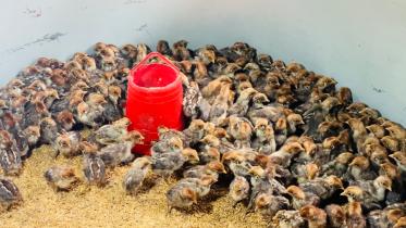 From Chattogram Job to Poultry Success Narail youth