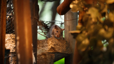 New York rat population.jpg