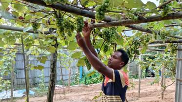 Grapes cultivation_9603.jpg