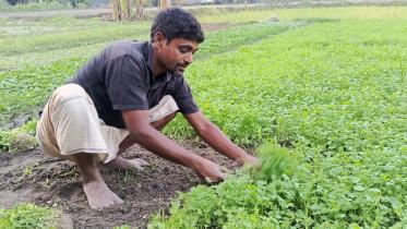 Coriander leaf farmers delighted with high prices consumers disappointed_ac45.jpg
