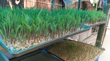 kurigram_hydroponic_grass-02_02.09.jpg