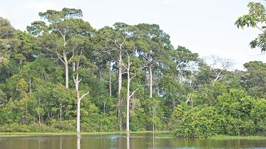 the_environmental_sacrifice