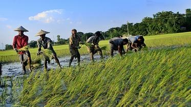 Paddy Seedlings