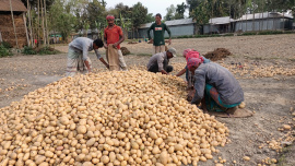Rangpur potato growers eid-01.jpg