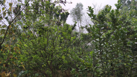 Sylhet rainfall 1.jpg