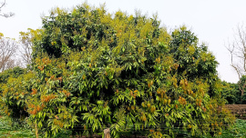 Untitled design - 2026-03-12T114331.330.jpg