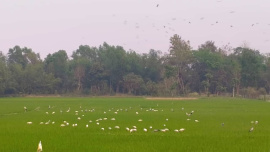 birds_moulvibazar.jpg