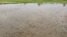 Photo: Mostafa Shabuj/Star