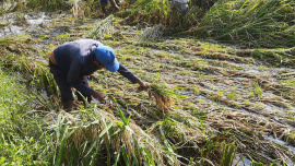 rain damages boro paddy in Bangladesh