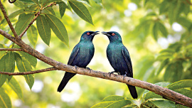 Birds.jpg