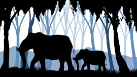 Elephant_Illustration.jpg