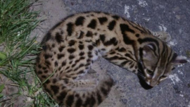 LeopadCat_Moulvibazar.jpg