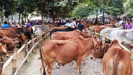 Across the eight districts of Rangpur division, approximately 20 lakh animals have been prepared for sale at 265 livestock markets. Photo: Star
