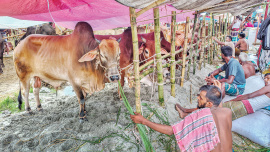 cattle-sales.jpg