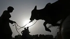 eid-karachi-cow-afp.jpg.webp