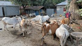 eid_ul_azha.jpg