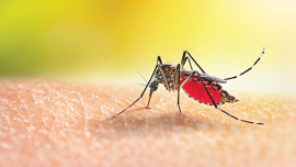 mosquto.jpg