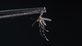 Mosquito-AFP.jpg
