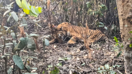 rescued tigress.png