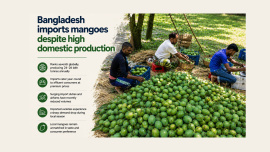 Bangladesh mangoes.jpg