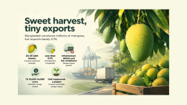 Mango harvest.jpg