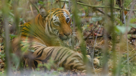 Bangladesh's tiger population appears to have stabilised at around 110 to 125 individuals in recent years. Photo: Rakesh Narala