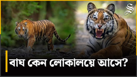 tigers of sundarbans.jpg