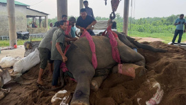 Elephant.jpg