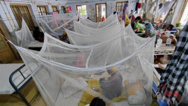 dengue.jpg