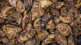 oysters.jpg
