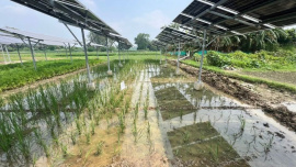 1. Bangladesh-tests-solar-powered-farming-to-strengthen-food-and-energy-security-2.jpg