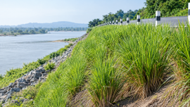Binna Grass.png