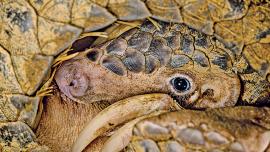 Chinese Pangolin.jpg