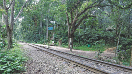 lawachara forest.jpg