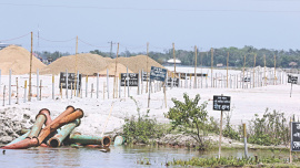 mangroves survive 1.jpg