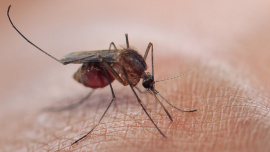 Aedes mosquito breeding ground