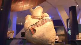 whale heart.JPG