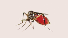 dengue_11.jpg