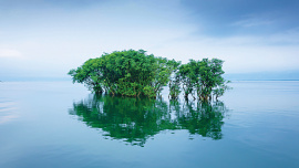 nature1.jpg