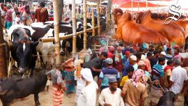 cattle-web.jpg