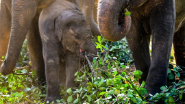 sri lanka elephant trafficking case