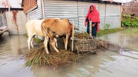 lalmonirhat_flood_teesta-02.jpg