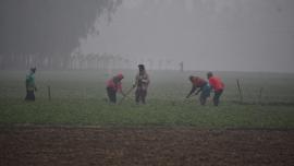 cold wave advisory for farmers Bangladesh