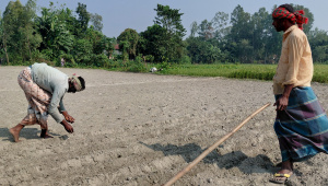 Kurigram brahmaputra shoal-02.jpg