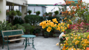One tree for every 28 people?! Rooftop gardening becomes Dhaka’s answer